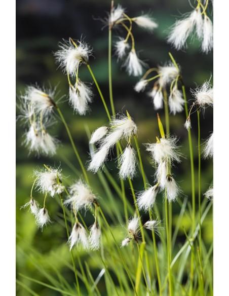 Eriophorum angustifolium  - 1
