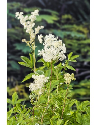 Filipendula ulmaria  - 1