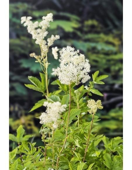 Filipendula ulmaria  - 1
