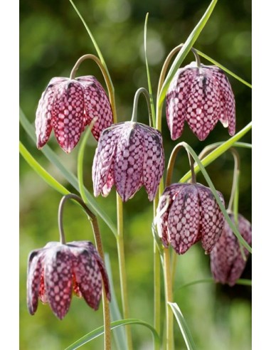 Fritillaria meleagris  - 1