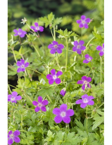 Geranium palustris  - 1
