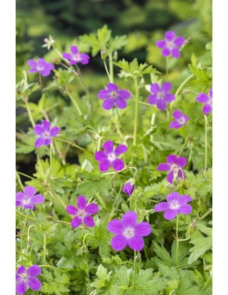 Geranium palustris  - 1