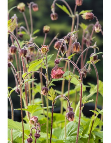 Geum rivale  - 1