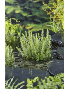 Hippuris vulgaris  - 1