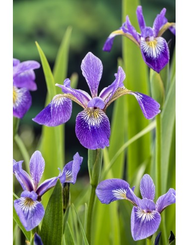 Iris versicolor  - 1