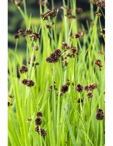Juncus effusus  - 1