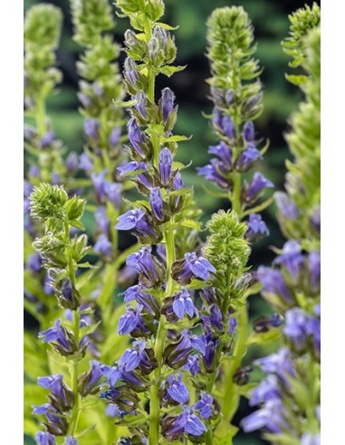 Lobelia siphilitica  - 1
