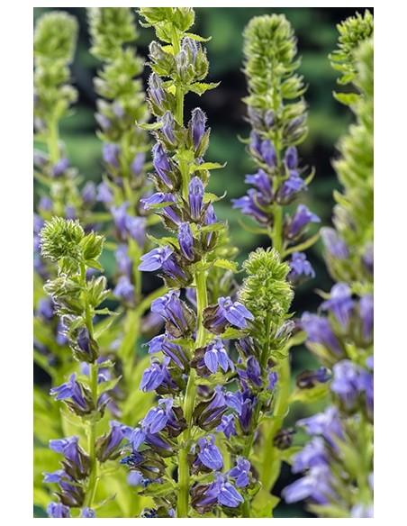 Lobelia siphilitica  - 1