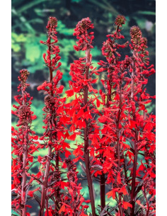 Lobelia fulgens Queen Victoria  - 1