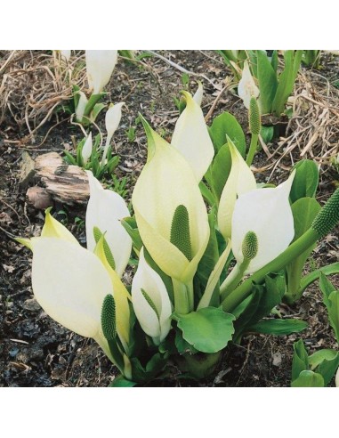 Lysichiton camtschatcensis  - 1