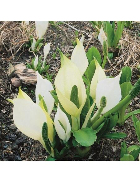 Lysichiton camtschatcensis  - 1