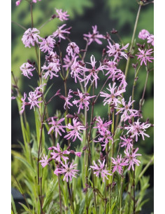 Lychnis flos-cuculi  - 1