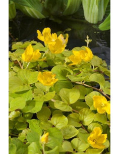 Lysimachia nummularia Aurea  - 1
