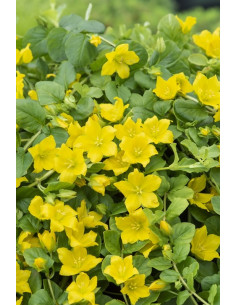 Lysimachia nummularia  - 1