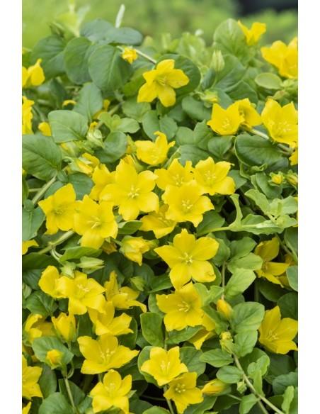 Lysimachia nummularia  - 1