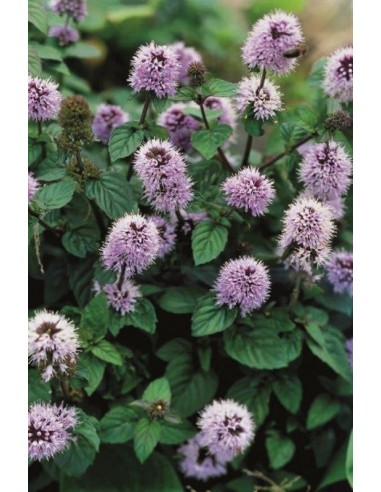 Mentha aquatica  - 1