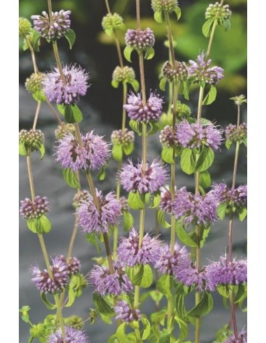 Mentha pulegium  - 1