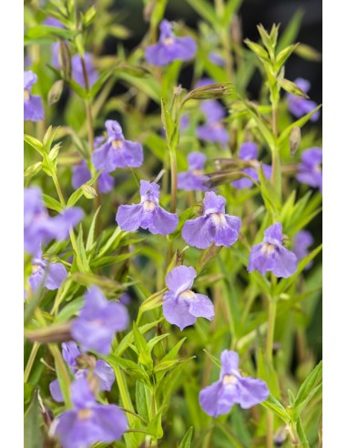 Mimulus ringens  - 1