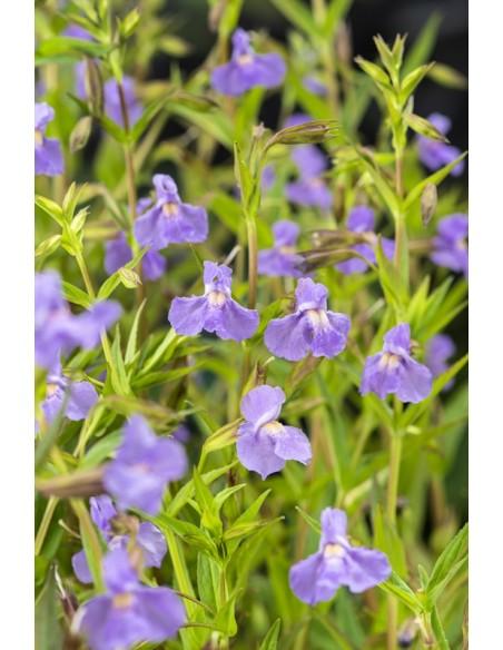 Mimulus ringens  - 1