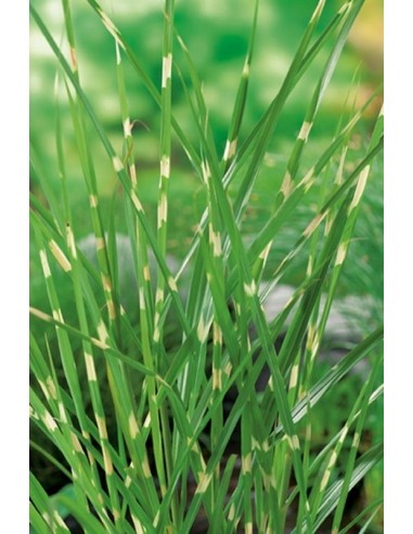 Miscanthus Zebrinus  - 1