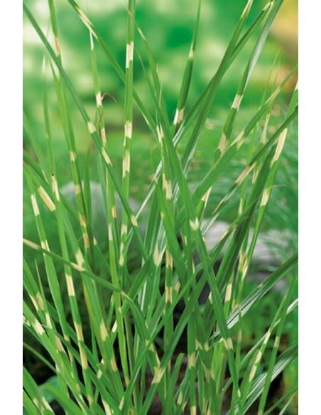 Miscanthus Zebrinus  - 1