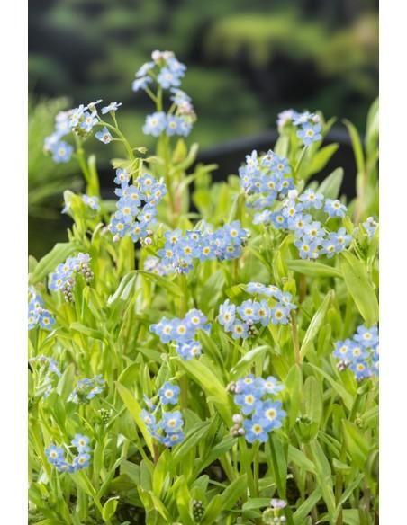 Myosotis palustris  - 1