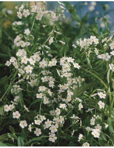 Myosotis palustris 'Alba'  - 1