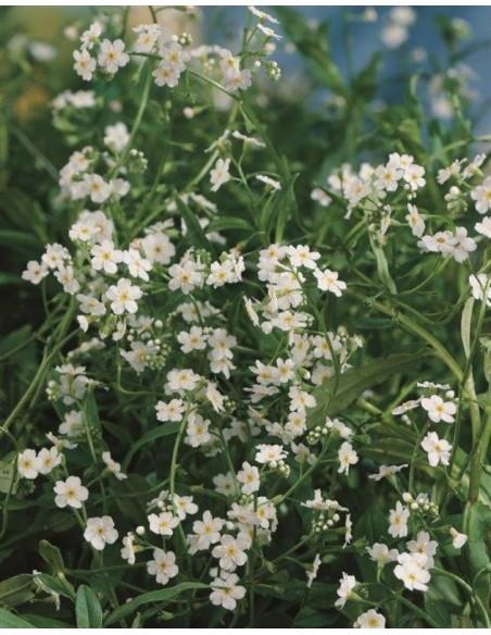Myosotis palustris 'Alba'  - 1