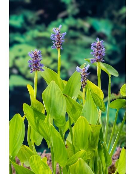 Pontederia cordata  - 1