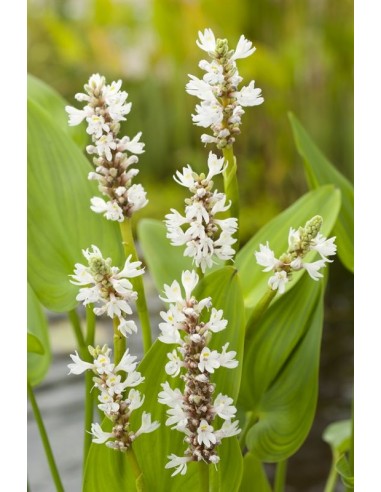 Pontederia cordata 'Alba'  - 1