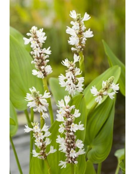 Pontederia cordata 'Alba'  - 1
