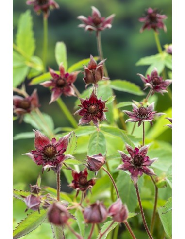 Potentilla palustris  - 1