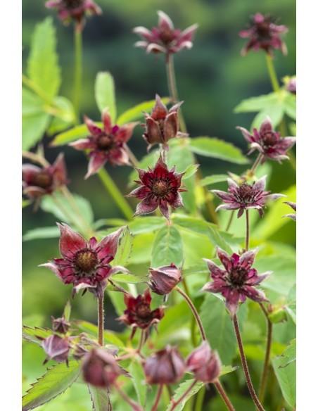 Potentilla palustris  - 1