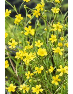 Ranunculus flammula  - 1
