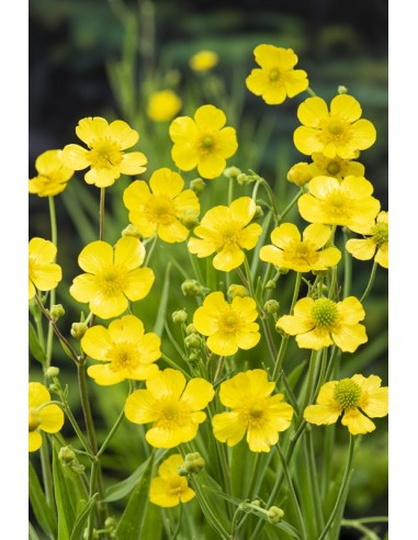 Ranunculus lingua  - 1