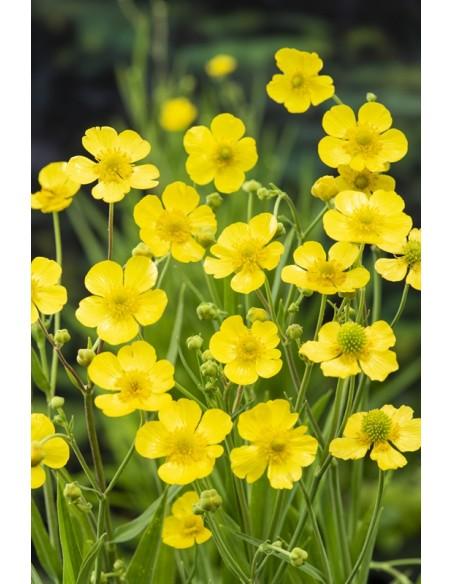 Ranunculus lingua  - 1