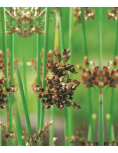 Scirpus lacustris  - 1