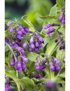 Symphytum officinale  - 1