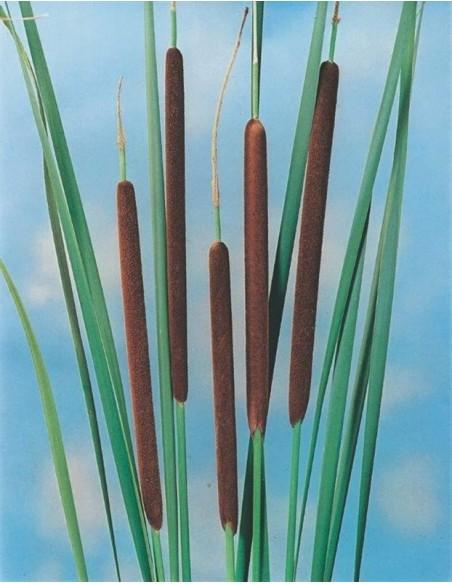 Typha angustifolia  - 1