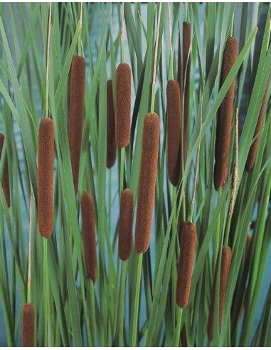 Typha latifolia  - 1