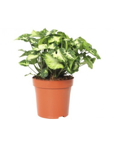 Syngonium pixie  - 1