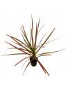 Dracaena 'Colorama'  - 1