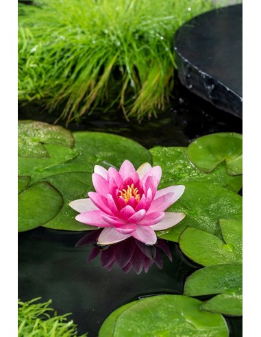 Nymphaea Charles de Meurville  - 1