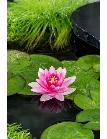 Nymphaea Charles de Meurville  - 1