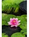 Nymphaea Charles de Meurville  - 1