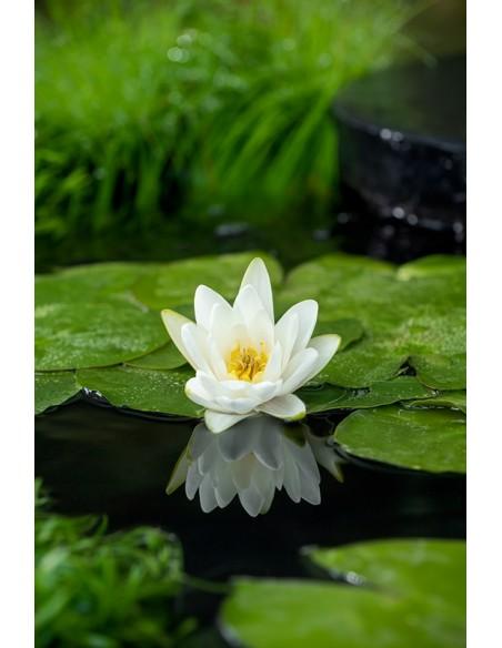 Nymphaea 'Albatros'  - 1