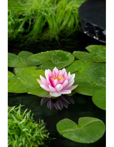 Nymphaea Attraction  - 1