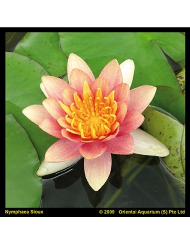 Nymphaea Aurora  - 1
