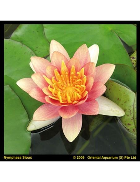 Nymphaea Aurora  - 1