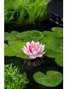 Nymphaea 'Attraction' (3L)  - 1